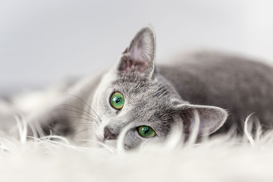 Голубошерстный британец