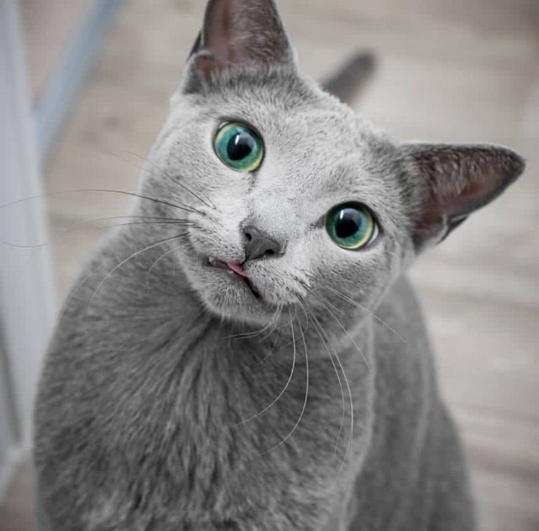 "Русская голубая"