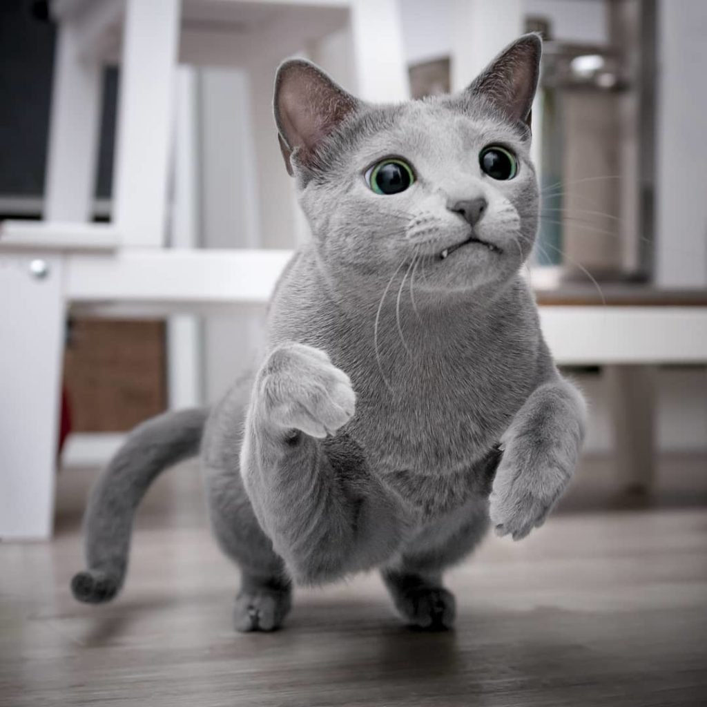 Голубой котик