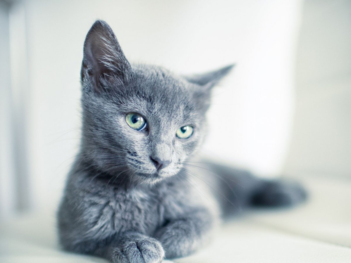 Обои на телефон с русской голубой кошкой