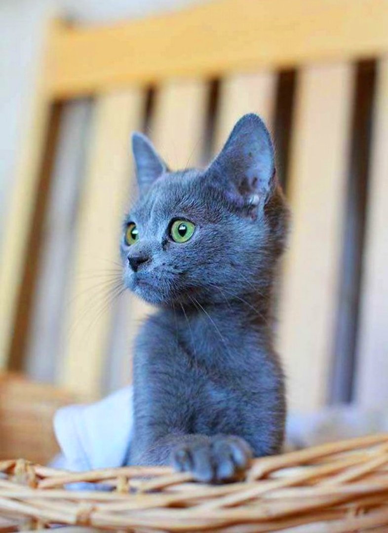 Серая кошка порода Корат