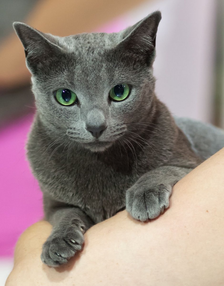 Русская голубая кошка длинношерстная