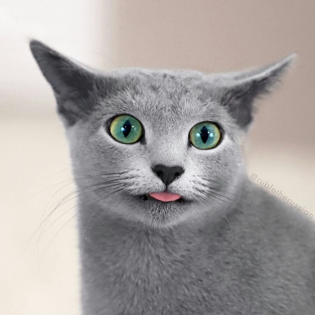 "Русская голубая"