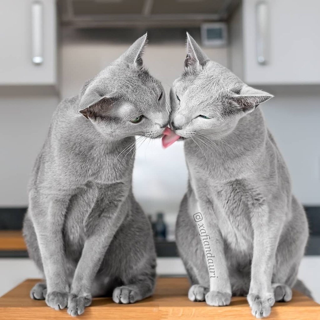 Русская голубая кошка пушистая