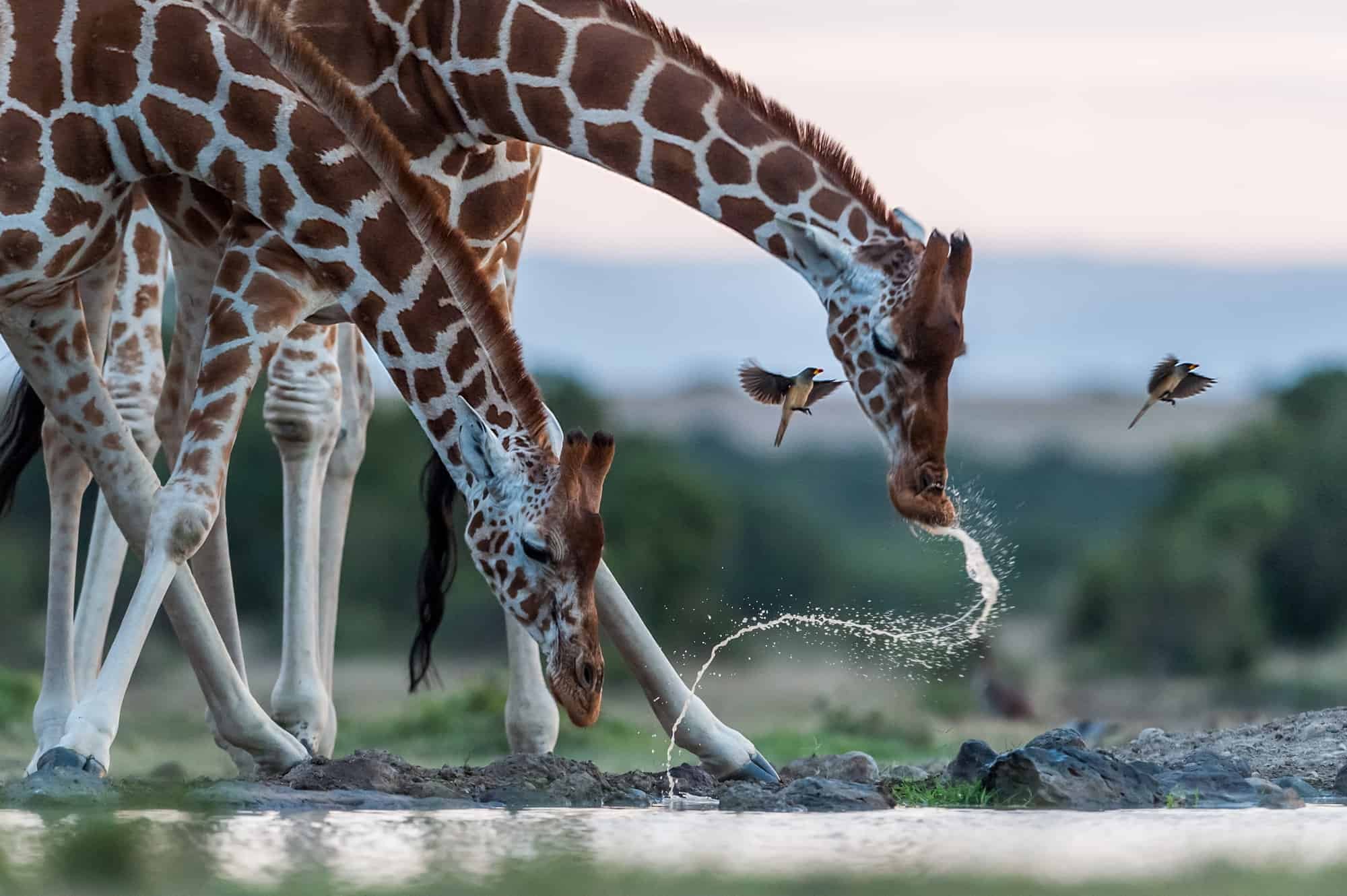 Touch animals. Жираф. Животные на водопое. Красивые Жирафы. Жираф на водопое.