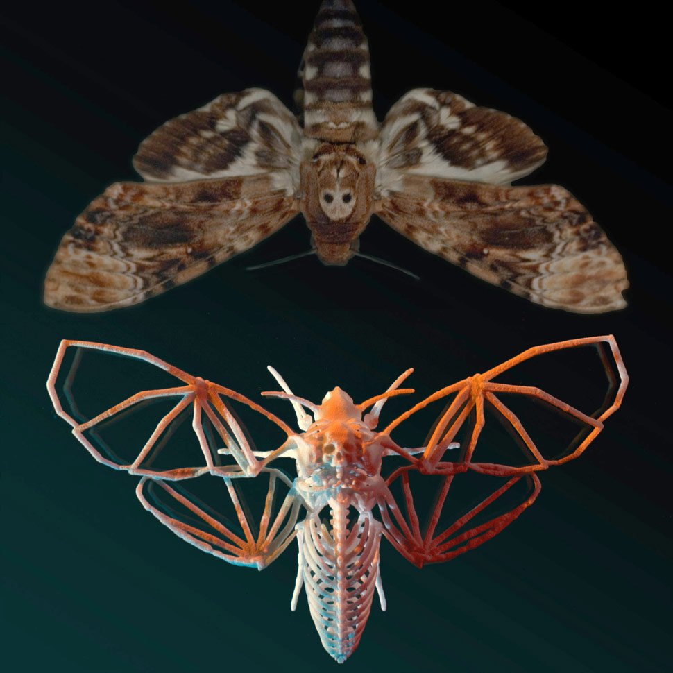 Рентген мотылька