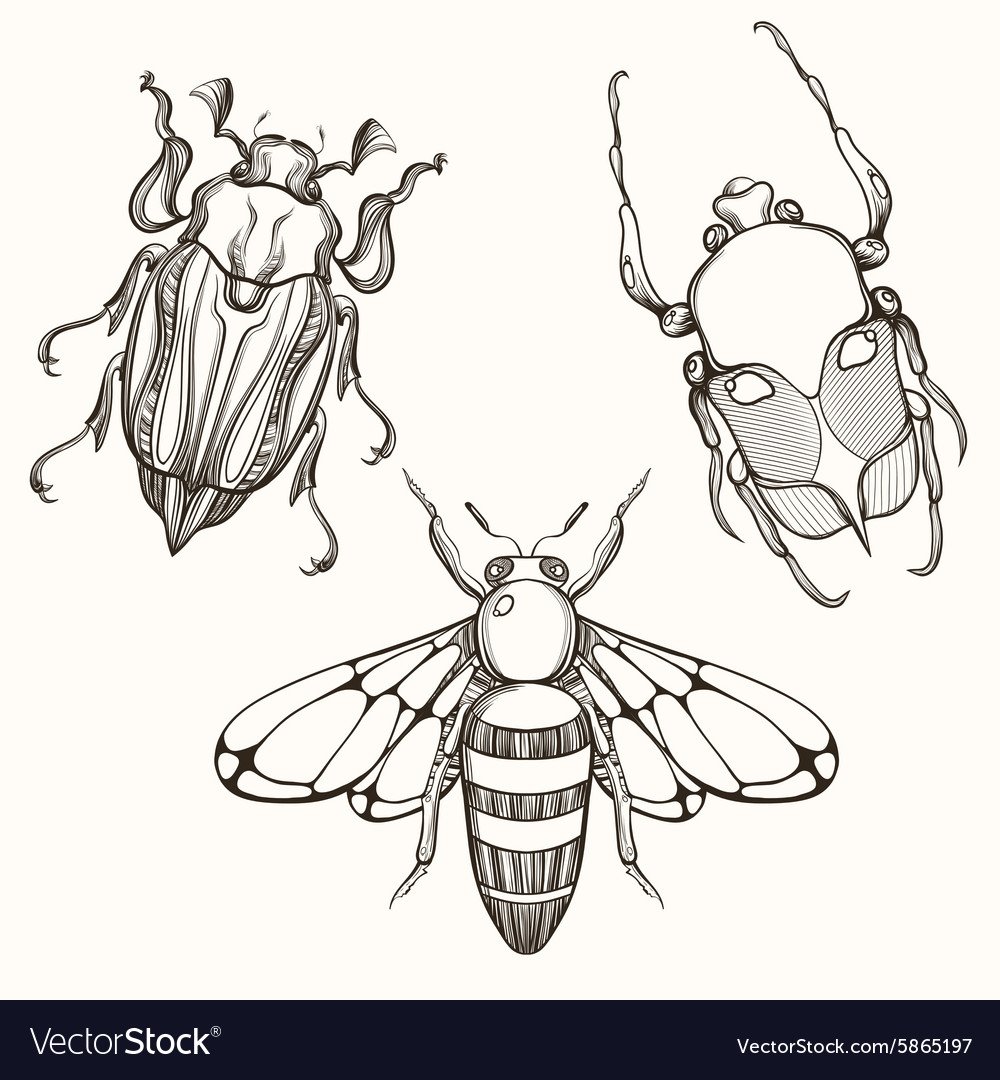 Скарабей тату эскиз