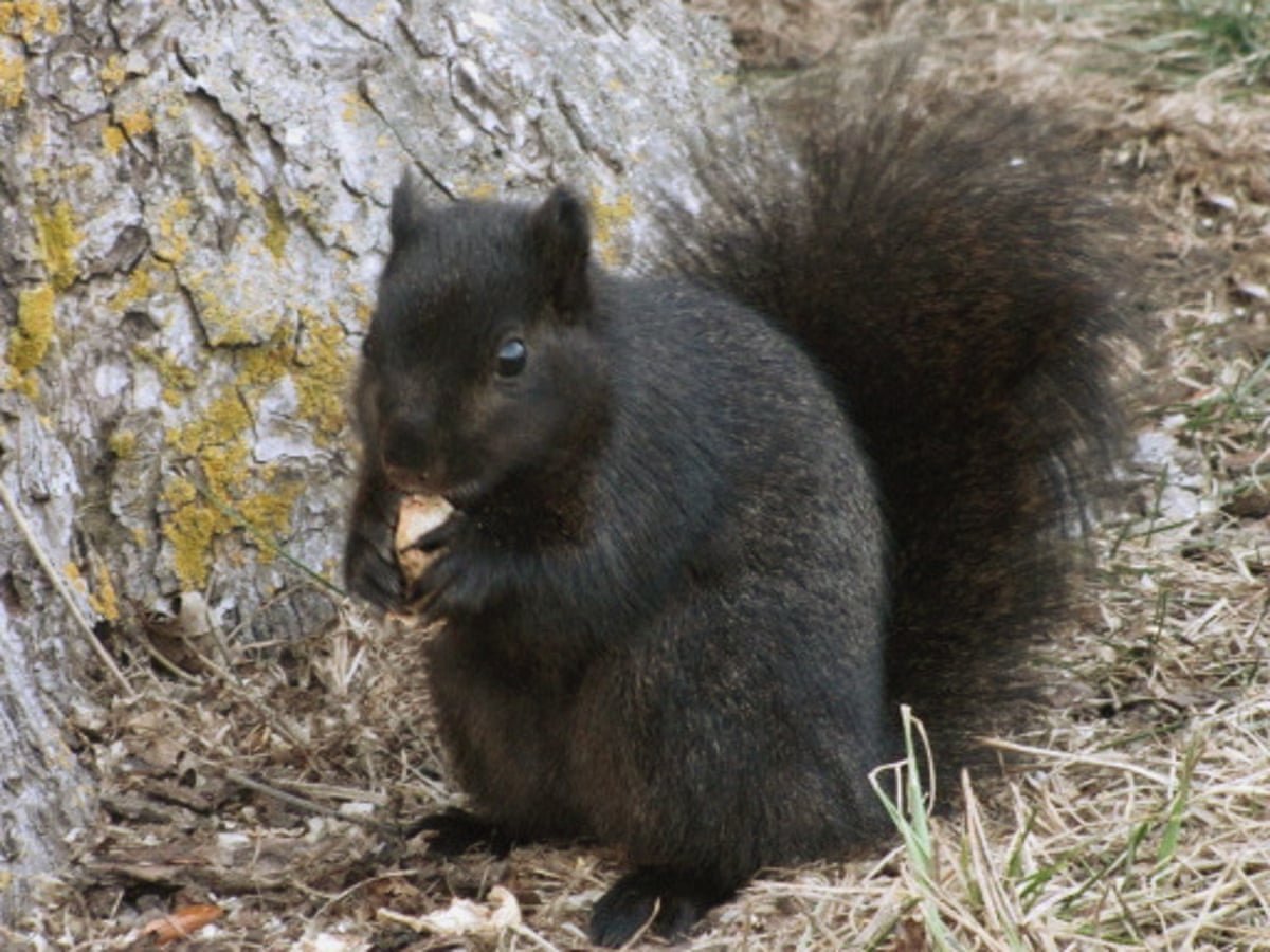 Черные белки спариваются