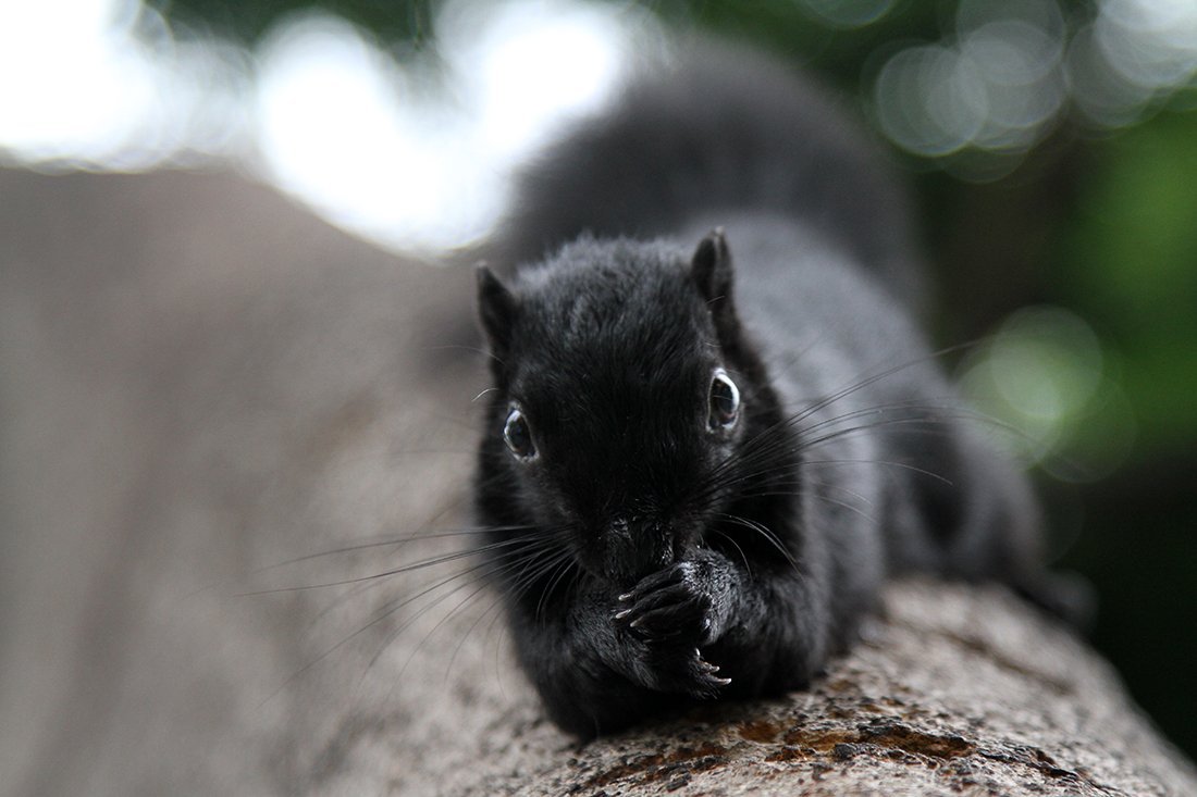 Существуют ли черные белки