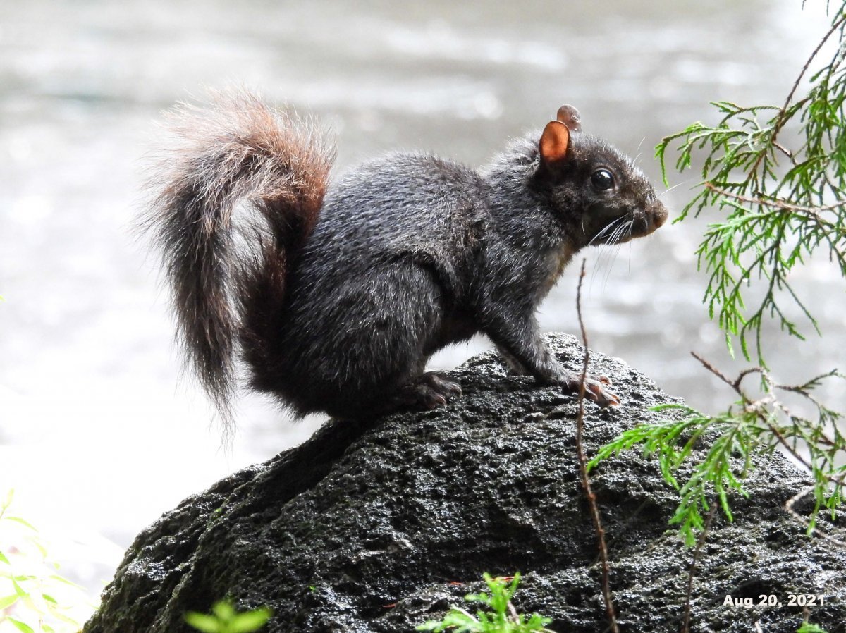 Черная Дальневосточная белка