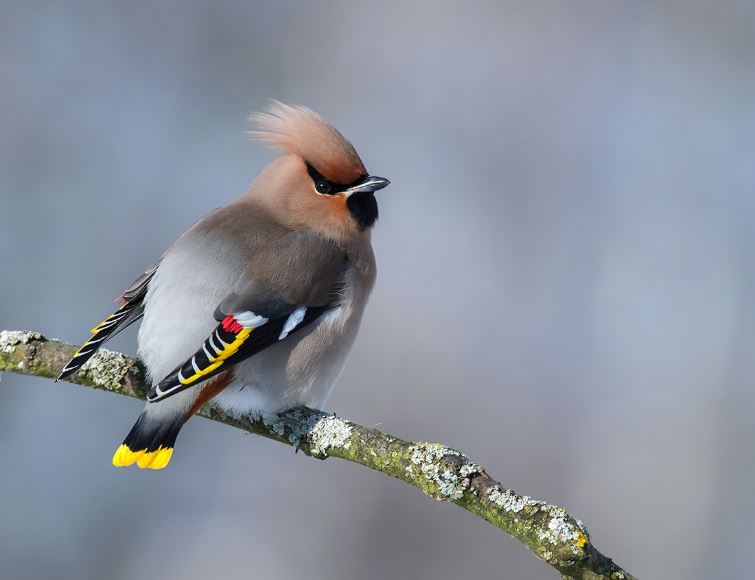 Хохлатая Пичуга