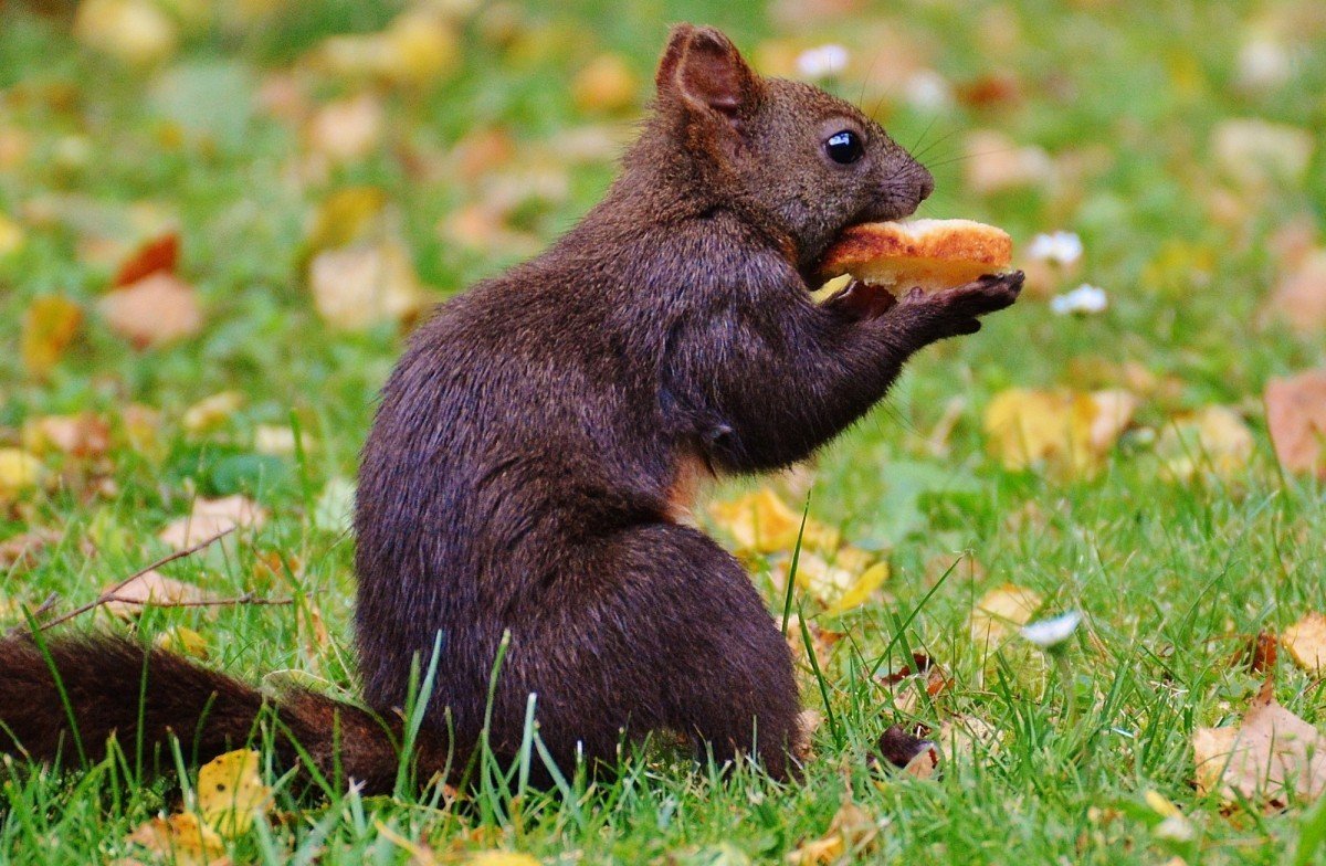 Черная Лисья белка