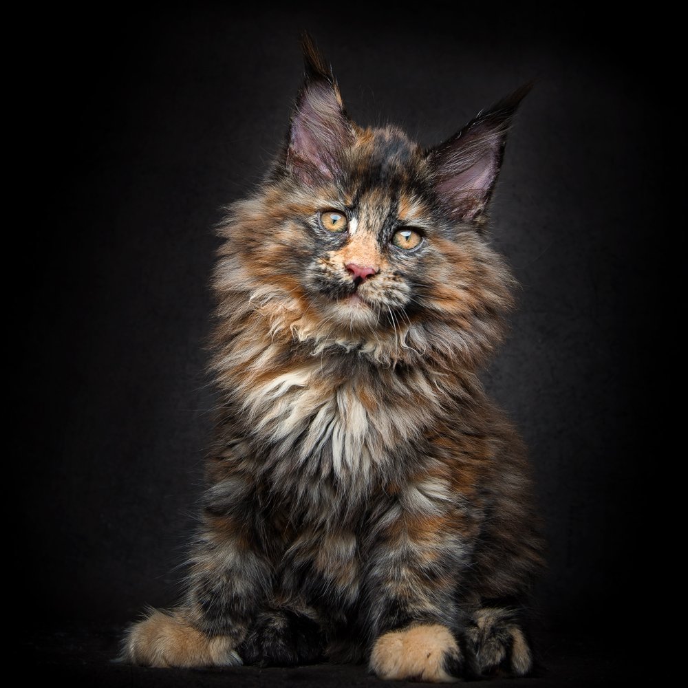 Мейн кун тигровый окрас