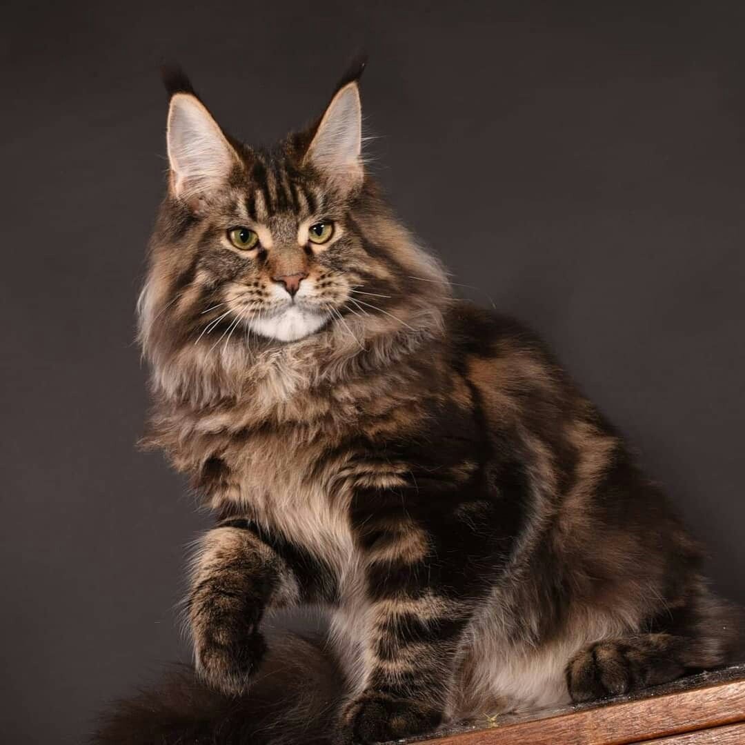 Кошка Мейн кун