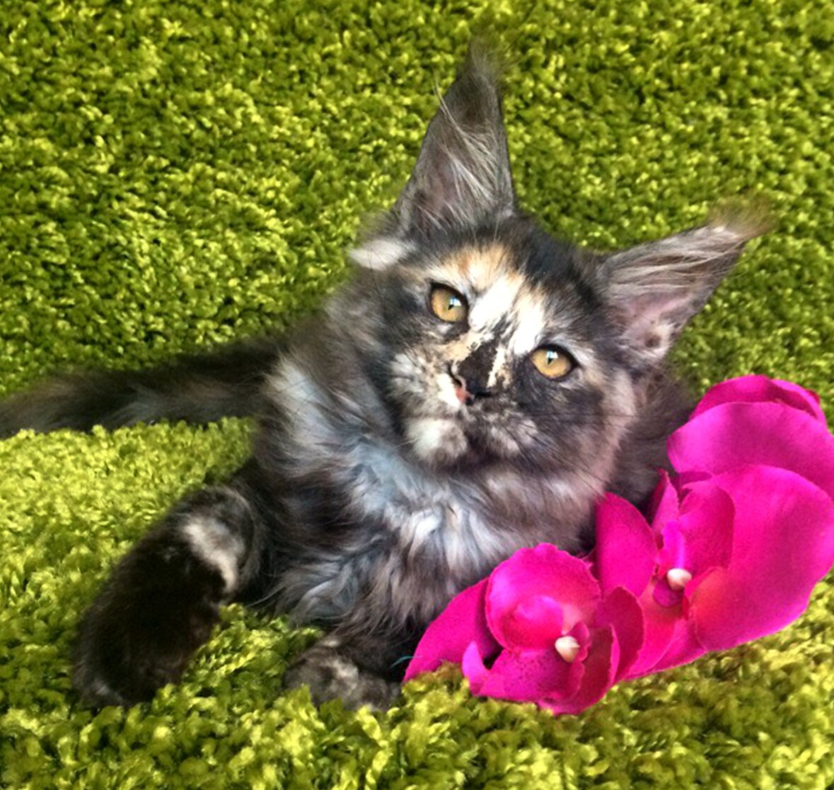 Голубокремовый Мейн кун