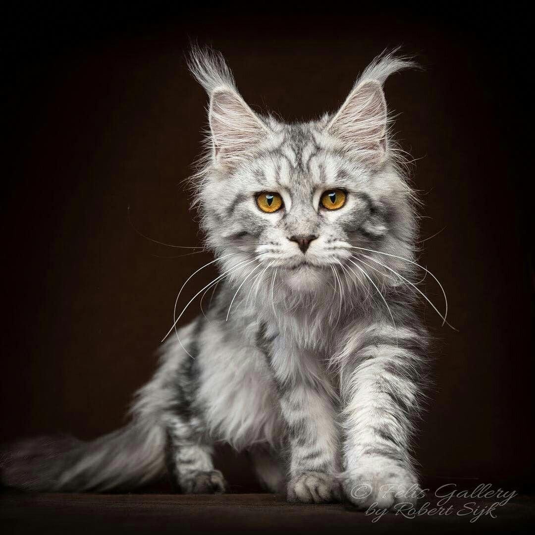 Кошка Мейн кун черепаховый окрас