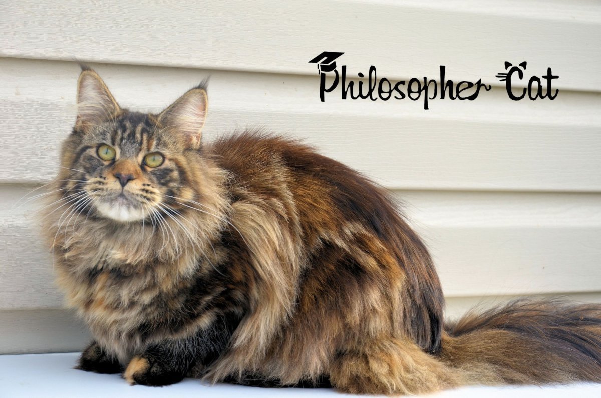 Мейн кун черепаховый