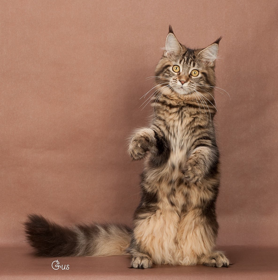 Мейн кун черепаховый мраморный