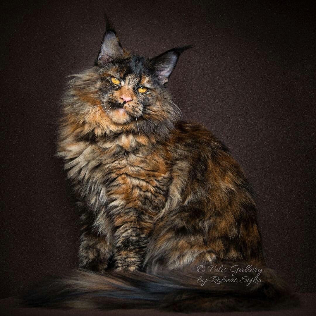 Котята Мейн кун