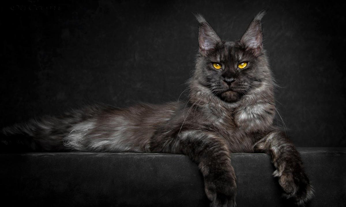 Красивые котята Мейн кун