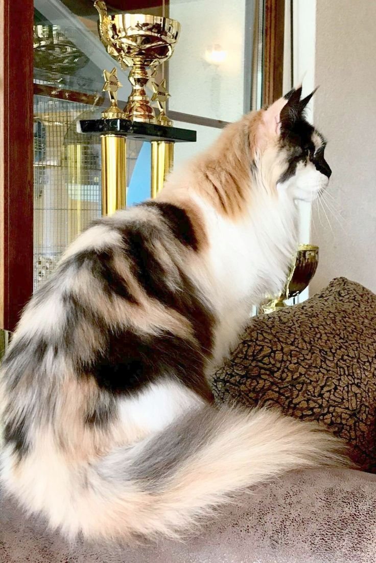 Мейн-кун фото котят всех окрасов