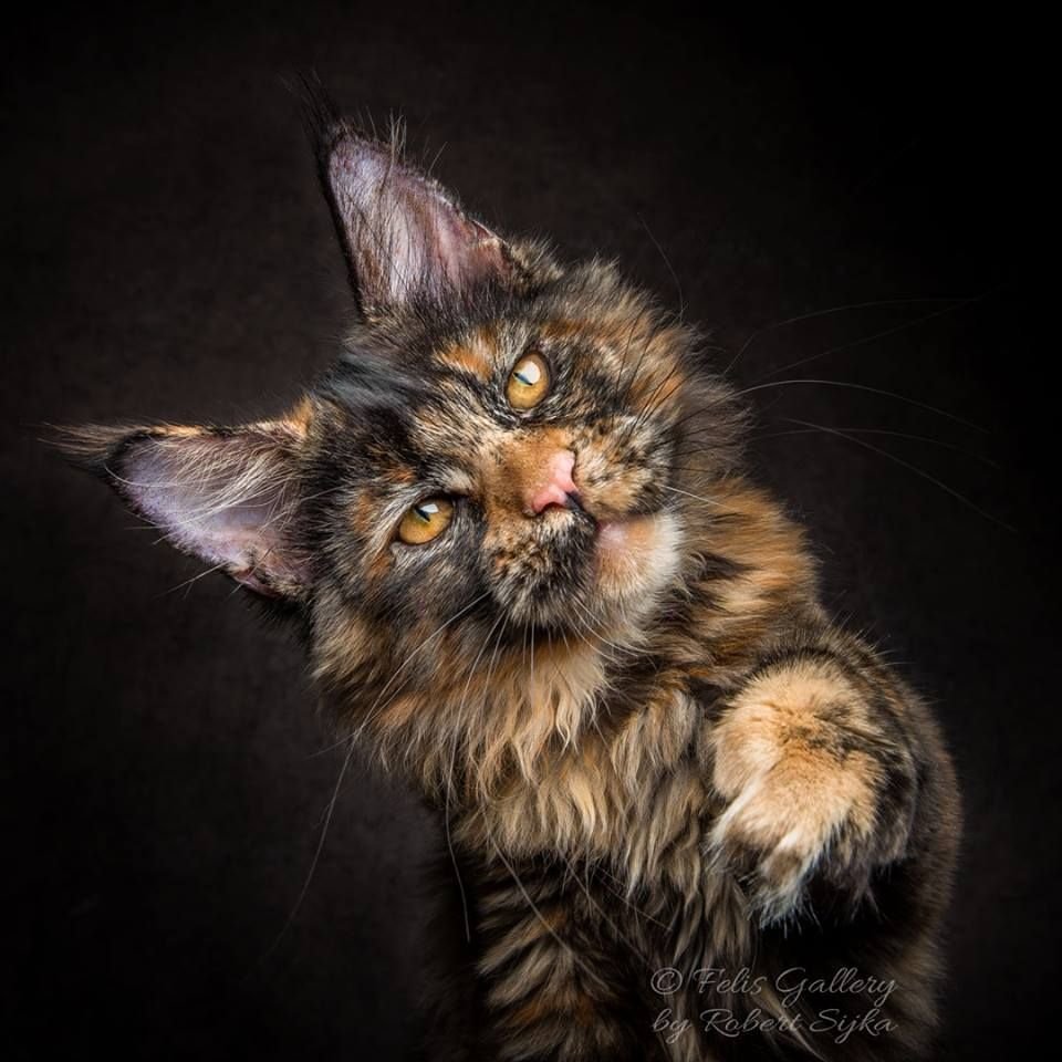 Чепрачный Мейн кун