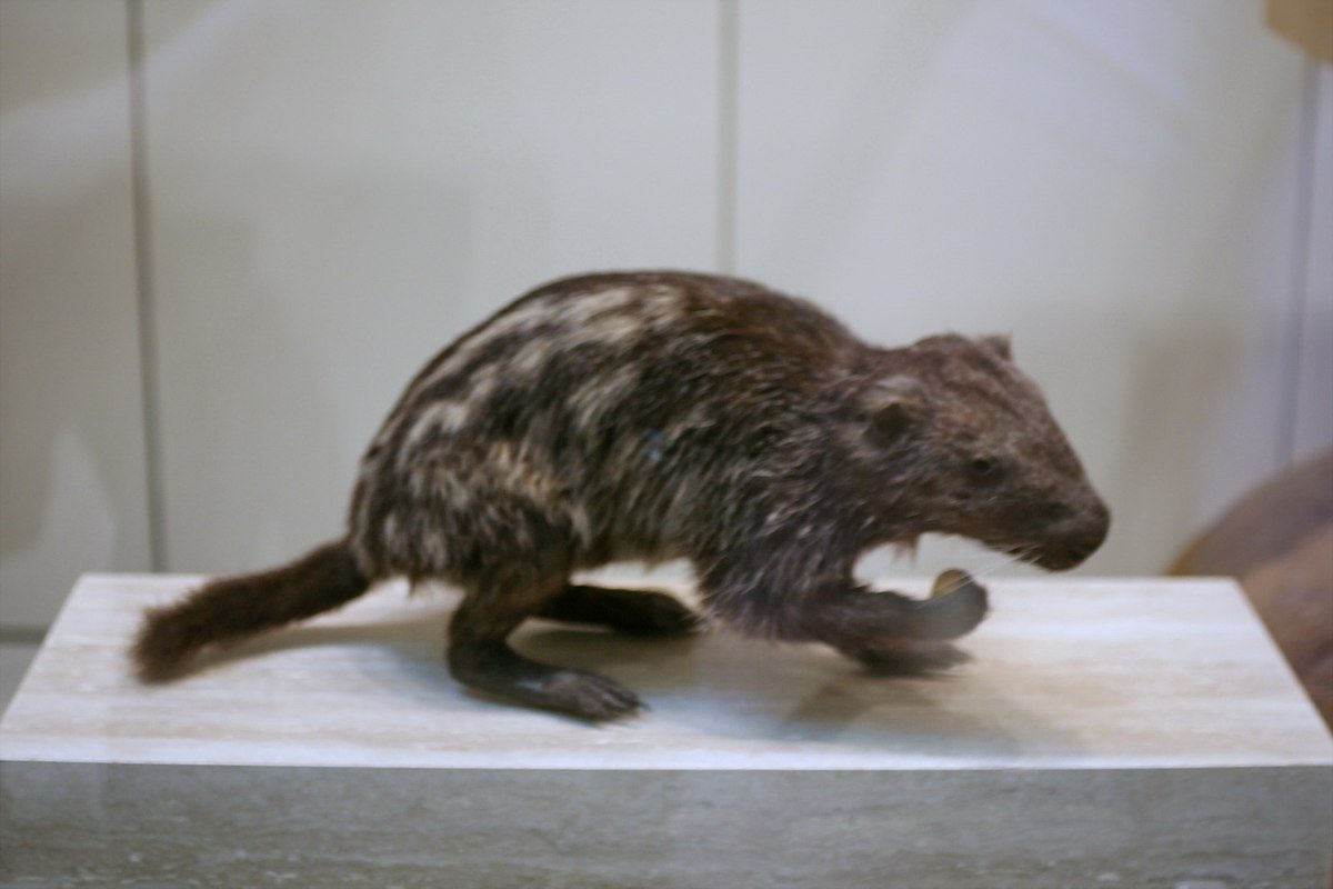 Dinomys branickii