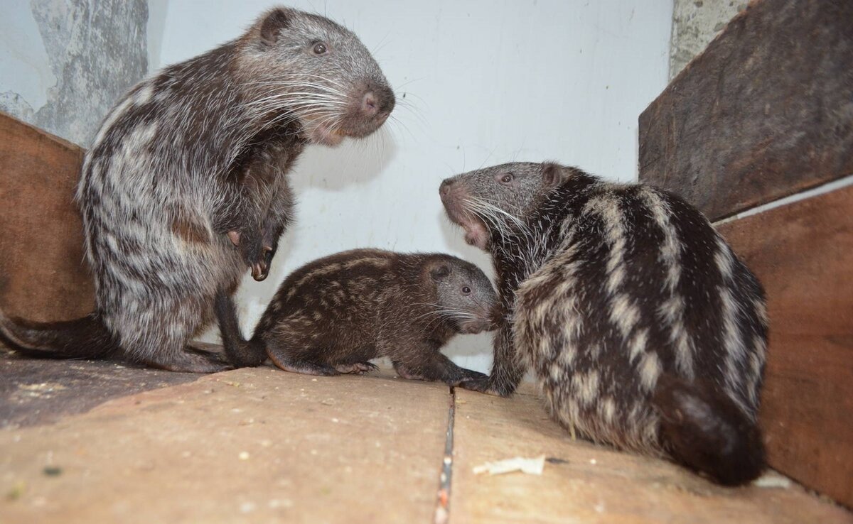 Пакарана капибара