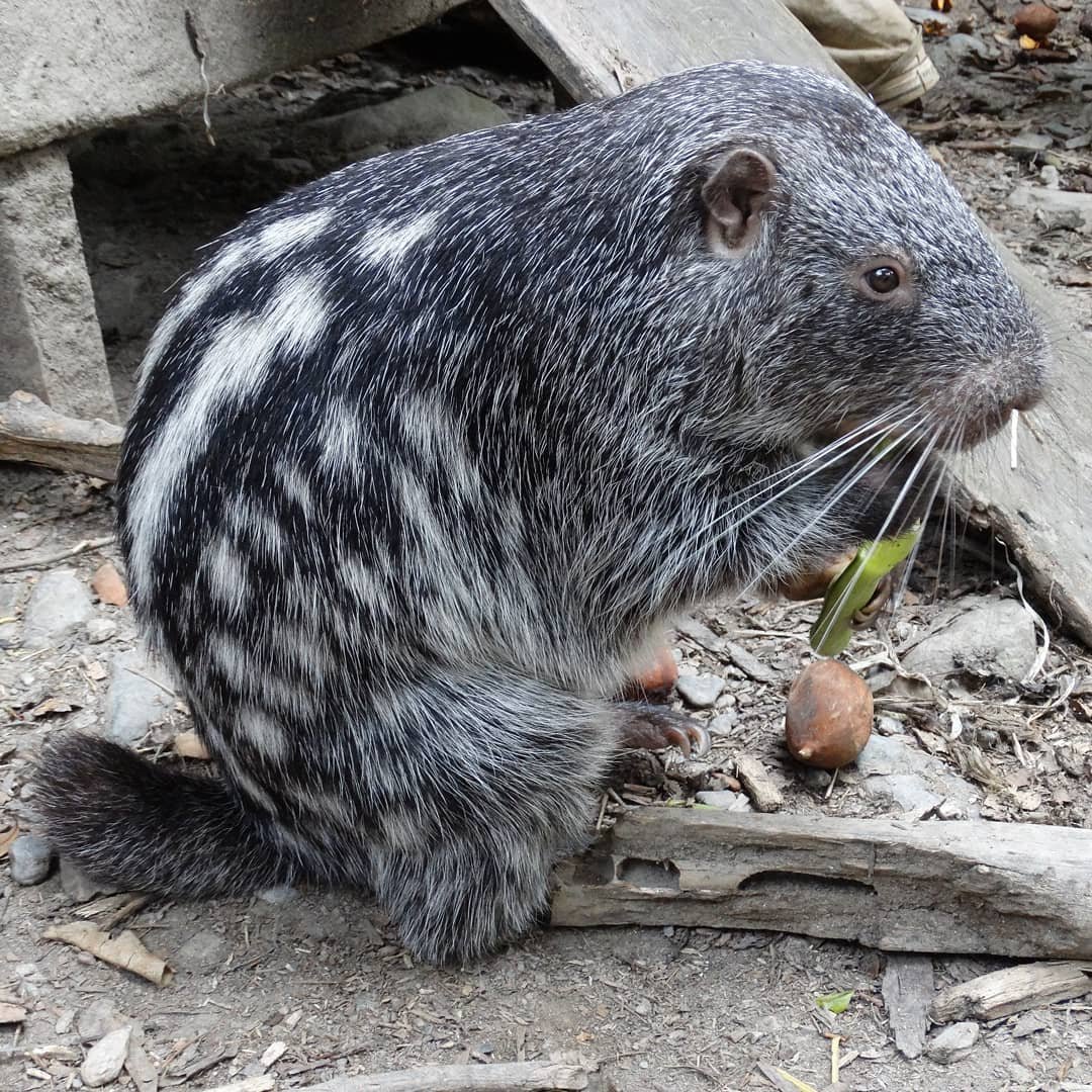 Ужасная мышь пакарана