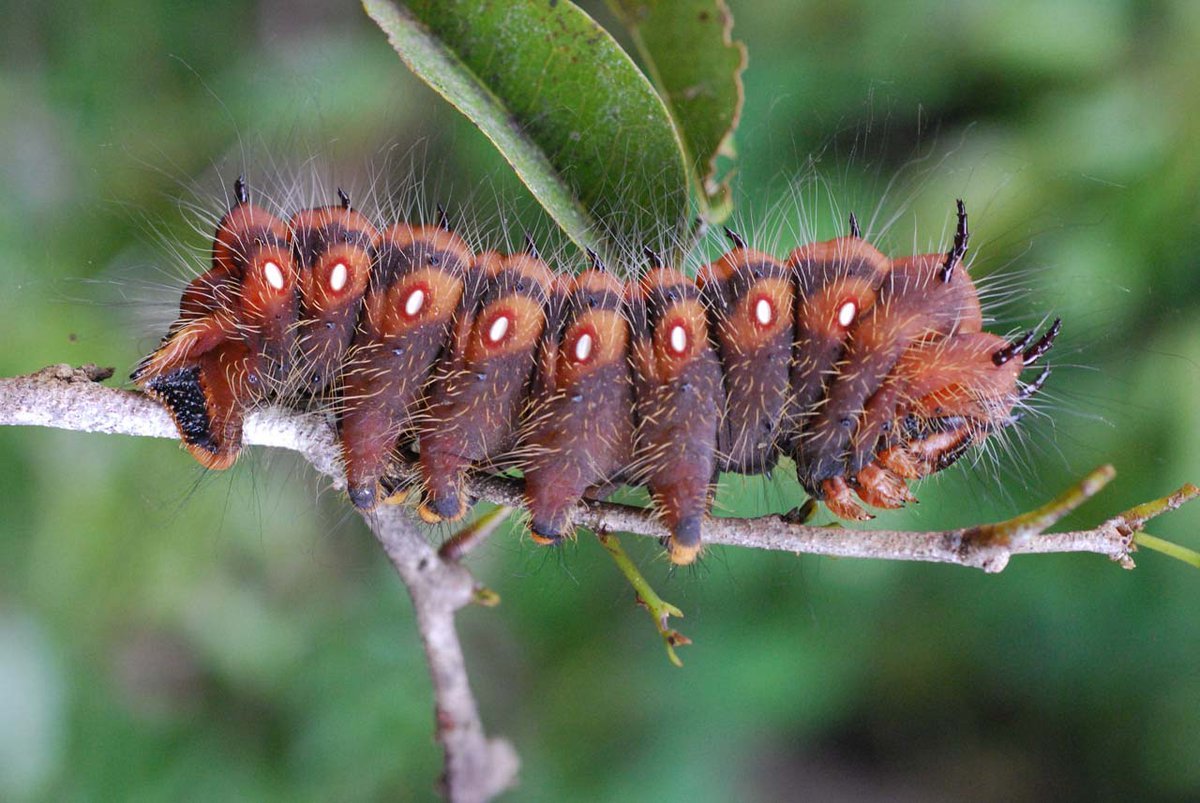 Уссурийский толстотел гусеница