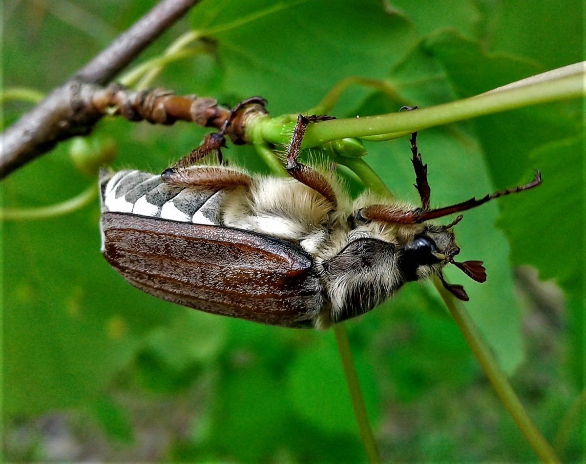 Жук хрущ Приморский