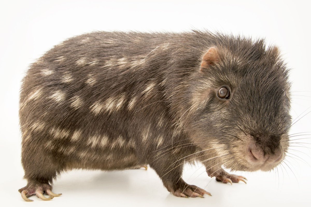 Зверек пакарана