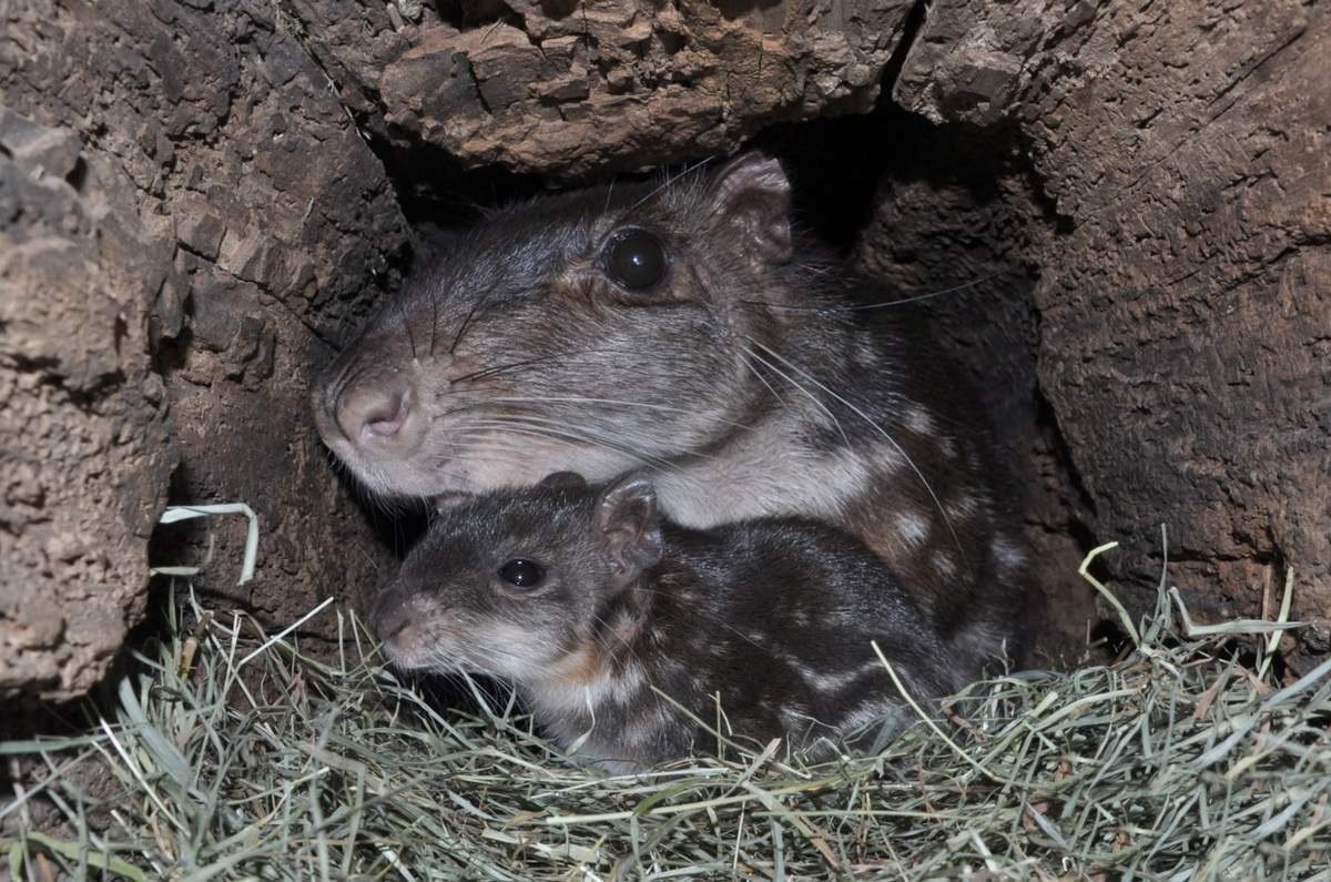 Пака (cuniculus Paca