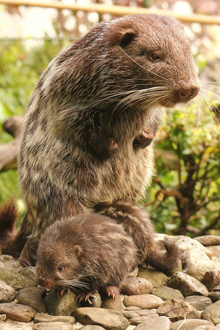 Зверек пакарана