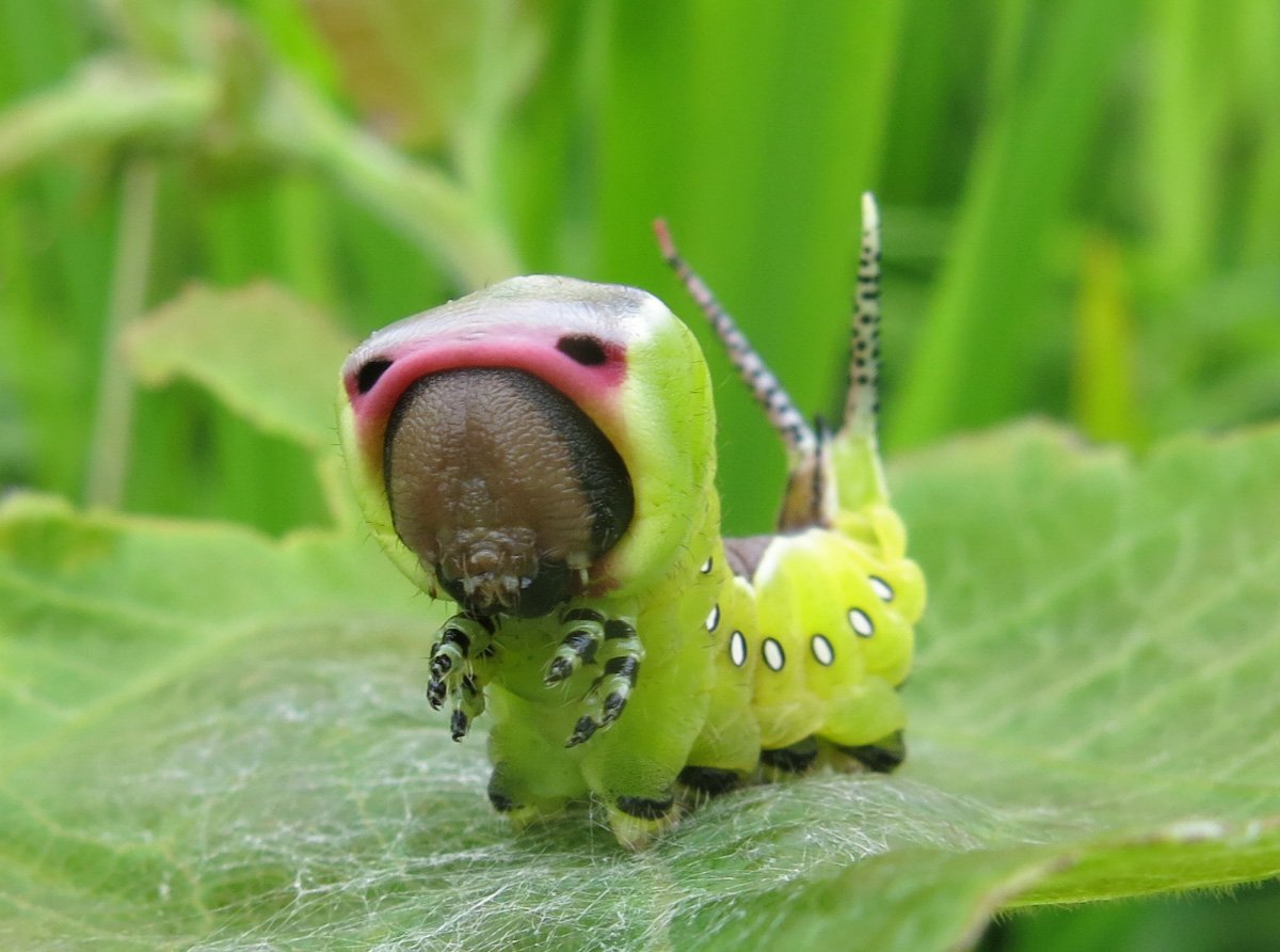 Чешуекрылые гусеницы