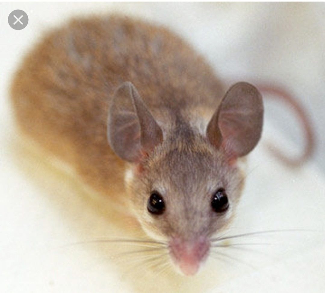 Самая большая мышь в мире пакарана