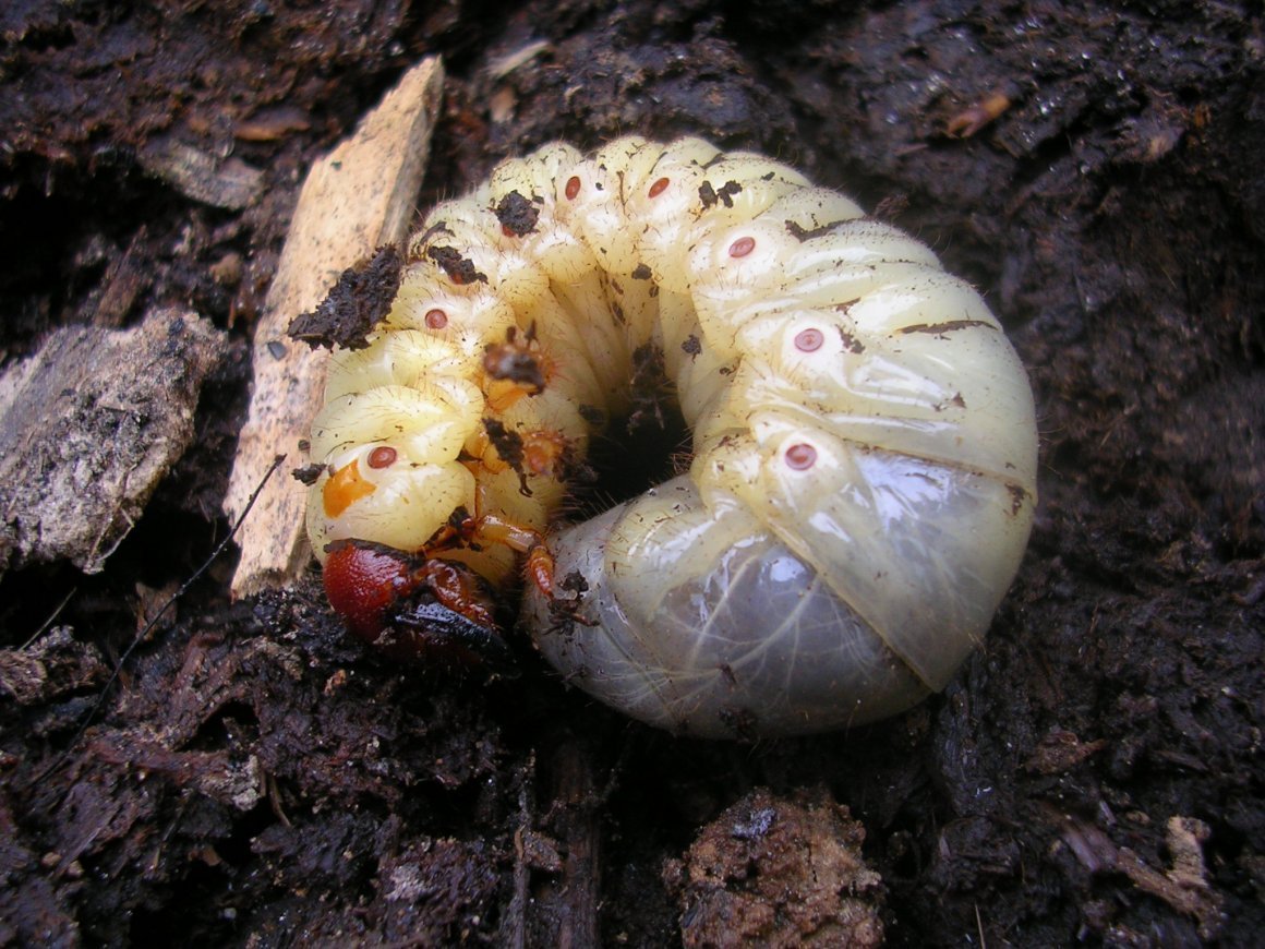 Зеленая гусеница с голубыми точками