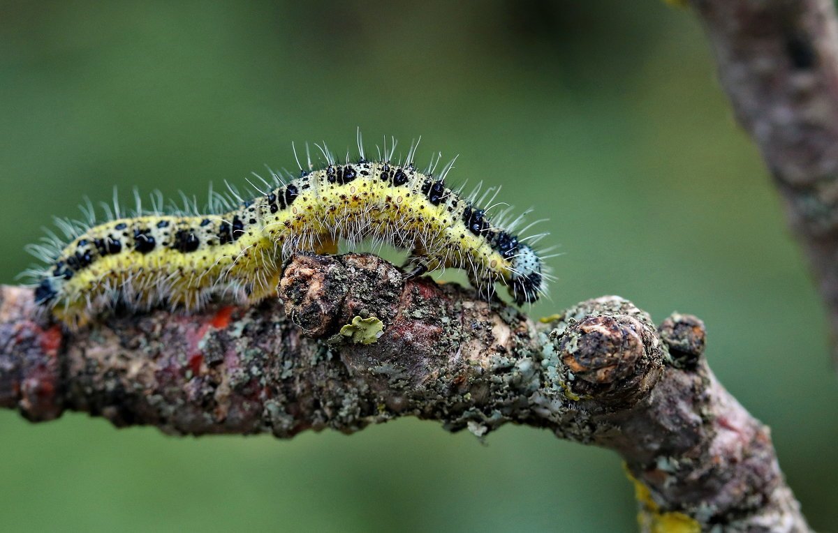 Зеленая гусеница древоточец