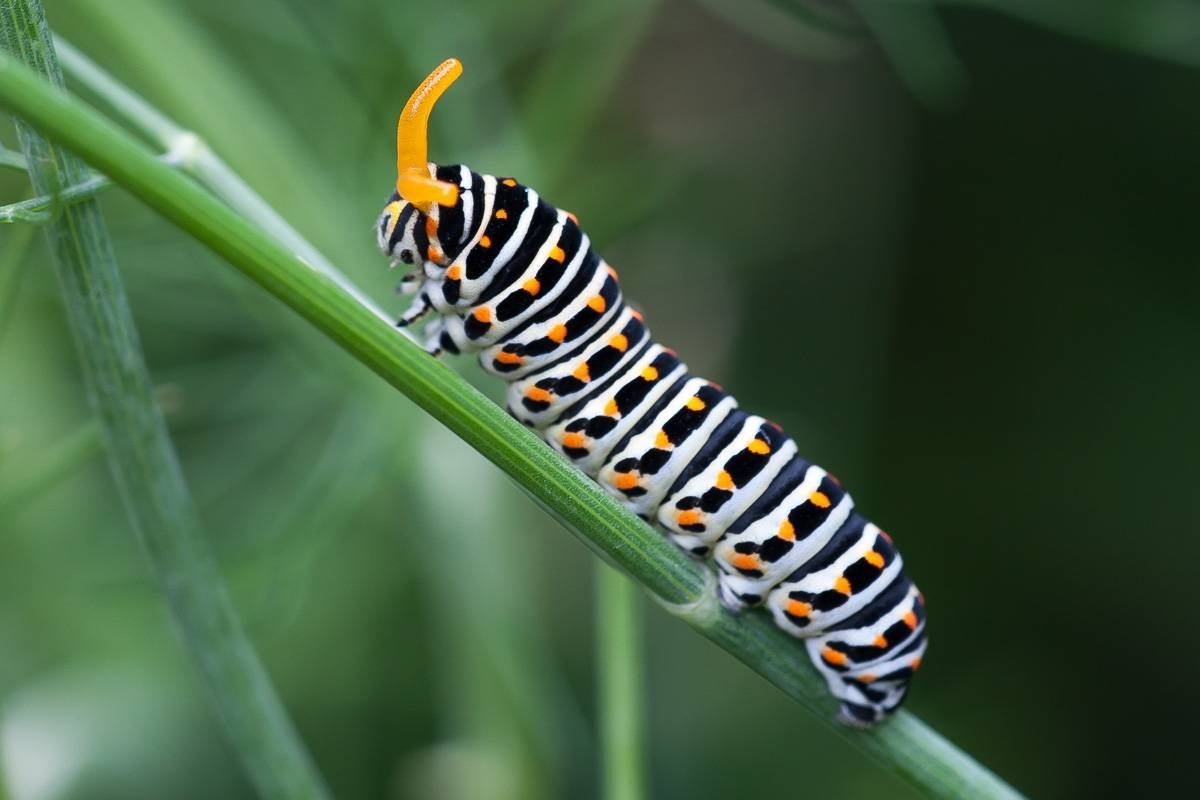 Мраморный хрущ личинка