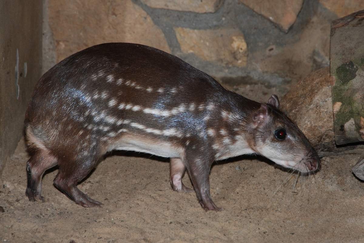 Пакарана животное