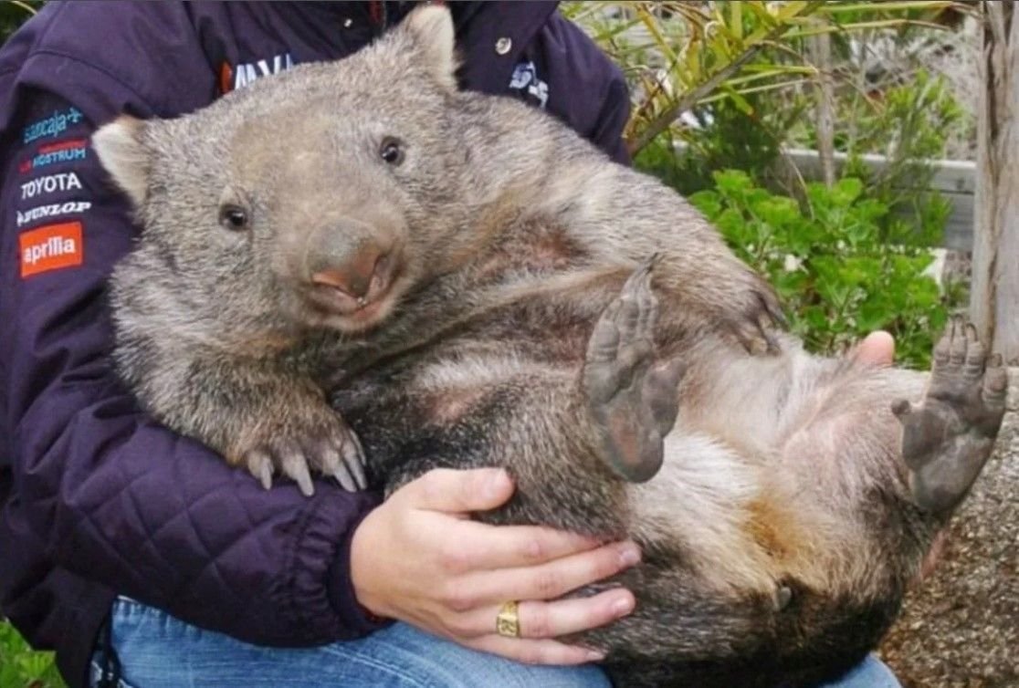 Толстая крыса