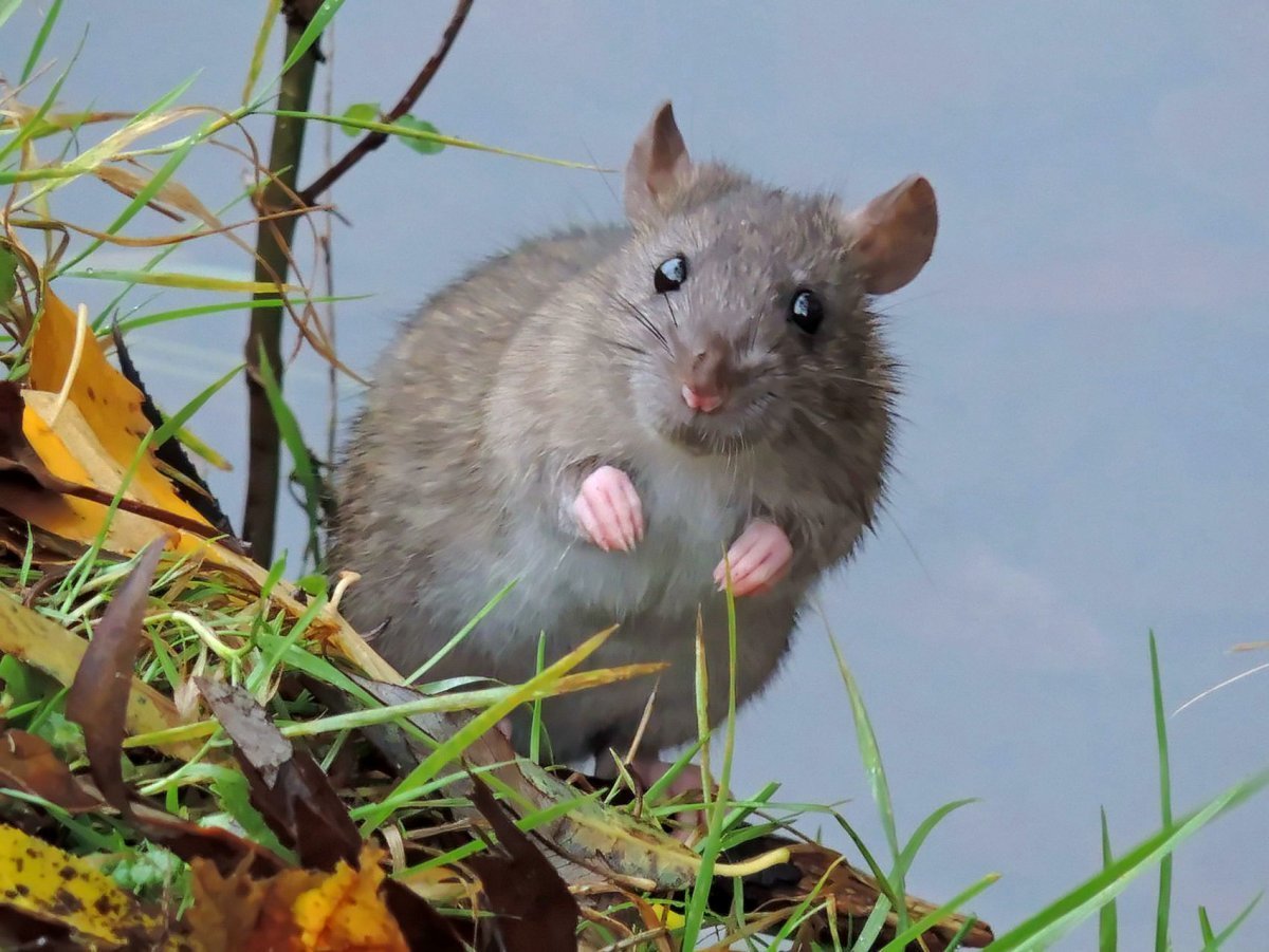 Пака грызун фото