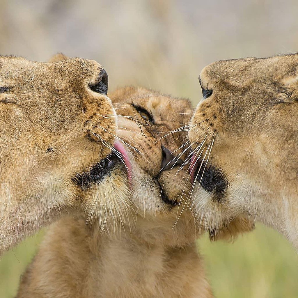 Животные любовь нежность