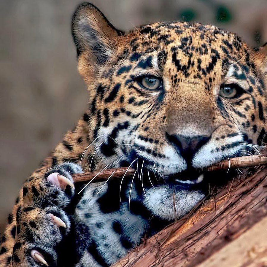 Заставка Дикие кошки