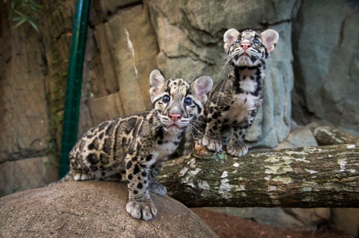 Дымчатый леопард