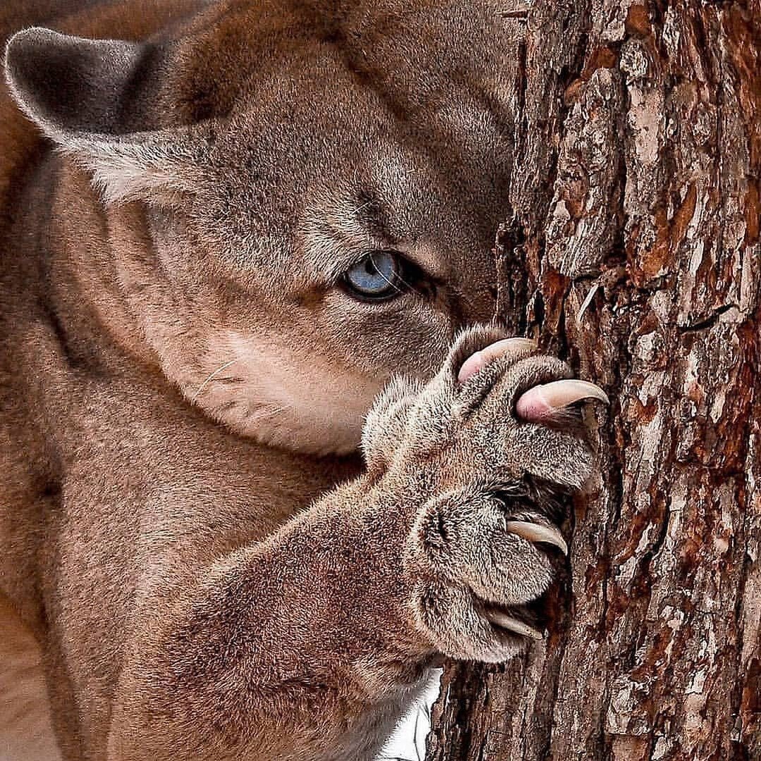Морские звери