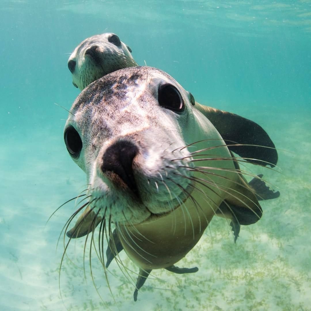 Картина семья тигров