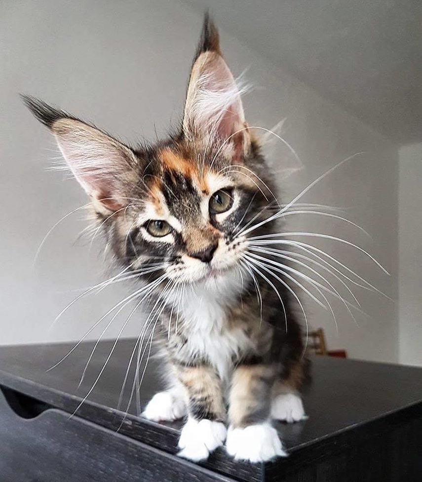 Инопланетная кошка Матильда