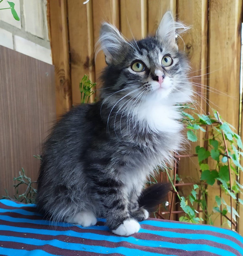 Русская голубая кот метис