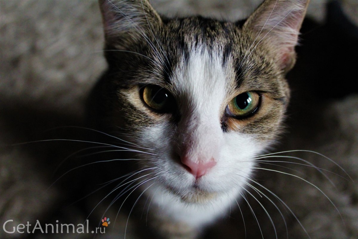 Бенгал метис